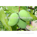 Hot Seller African Mango Seed Extract